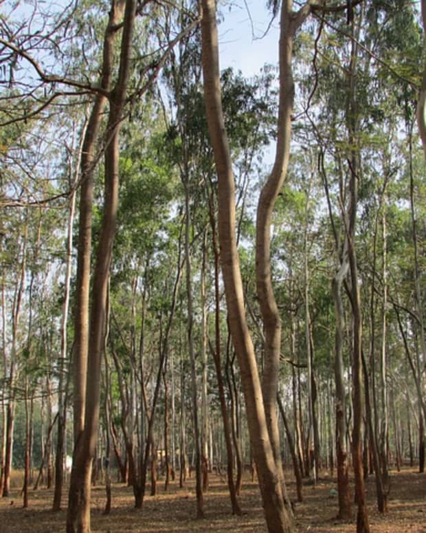 the-eucalyptus-tree
