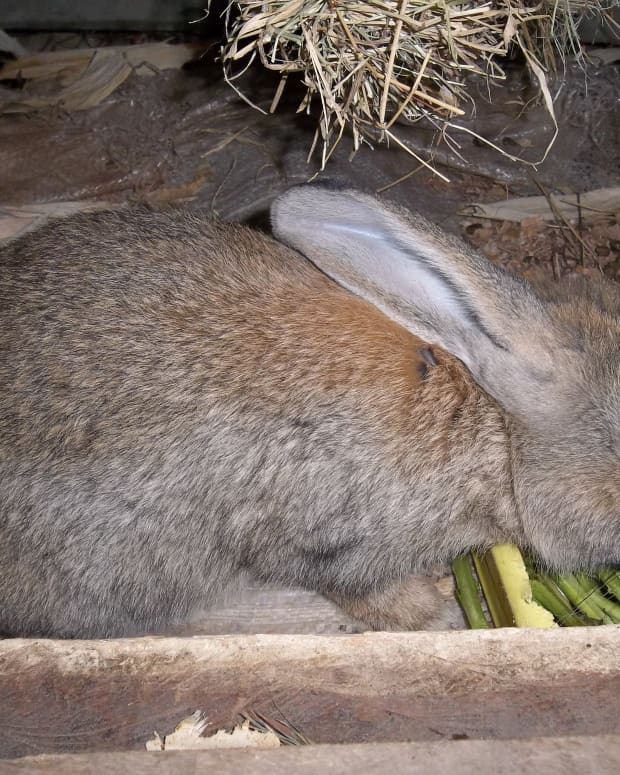 rabbits-keeping-them-healthy-on-pellets-and-other-foods