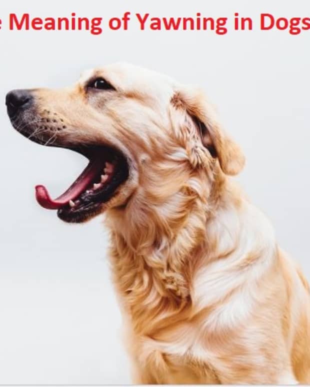 whats-the-meaning-of-dog-yawning