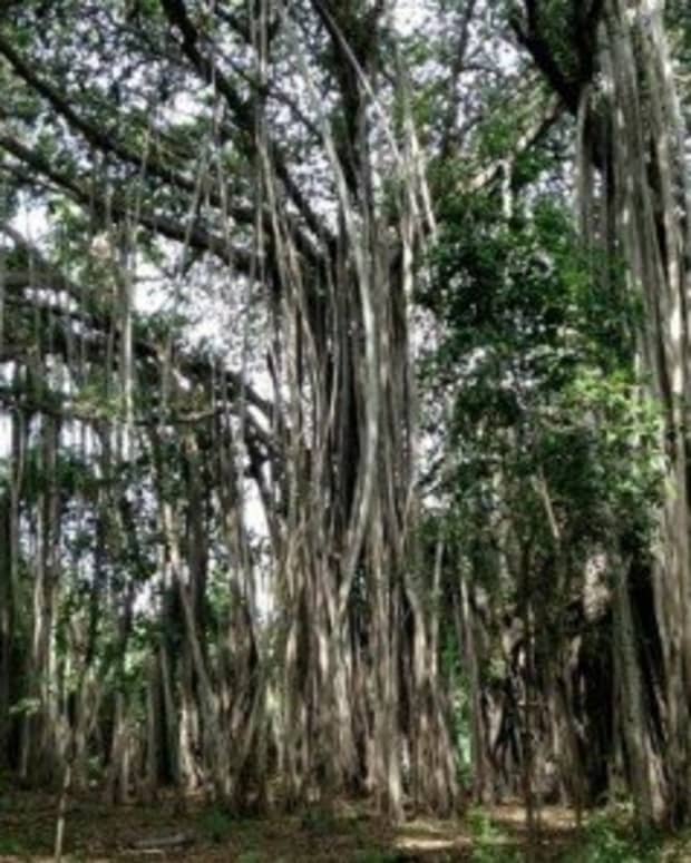 facts-about-the-banyan-tree