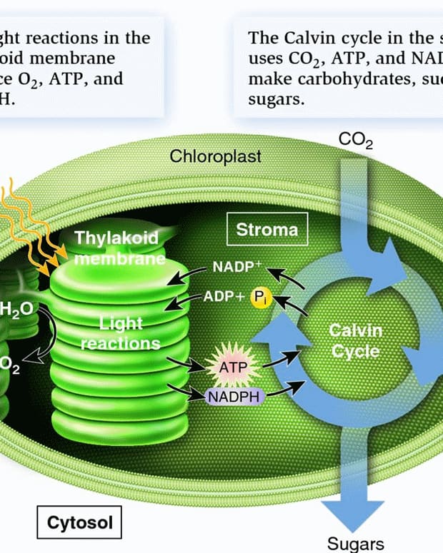 what-are-the-two-stages-of-photosynthesis-applications-of-photosynthesis-in-modern-technology
