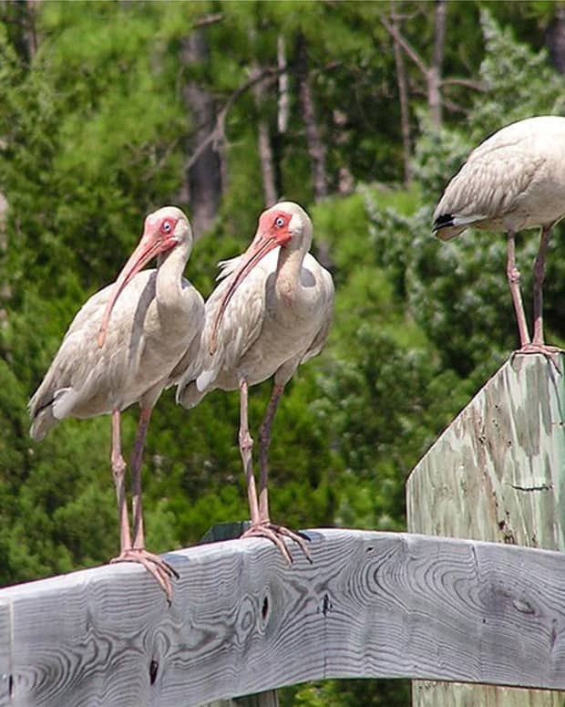 ibises-and-egrets-native-birds-of-florida