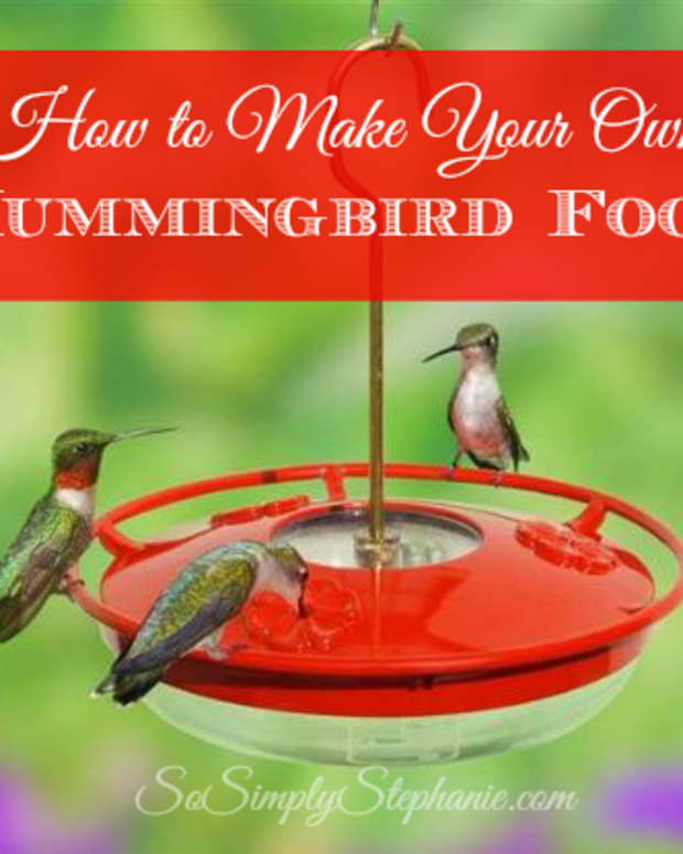 hummingbird-food-recipes-2