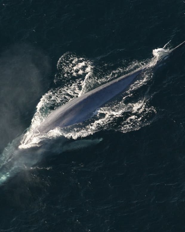 blue-whale-the-largest-animal-on-the-line-of-extinction