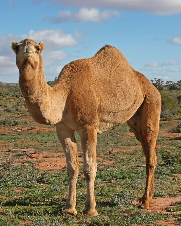 facts-about-camels