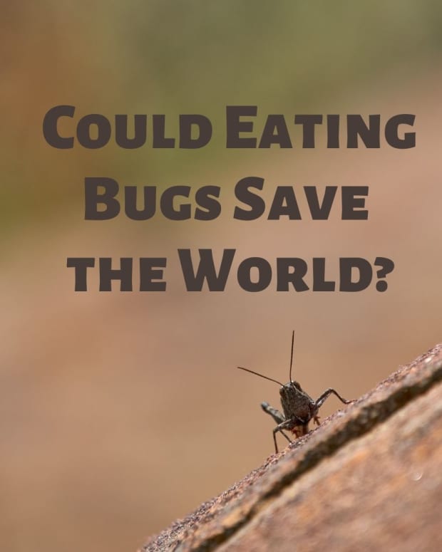 could-eating-bugs-save-the-world