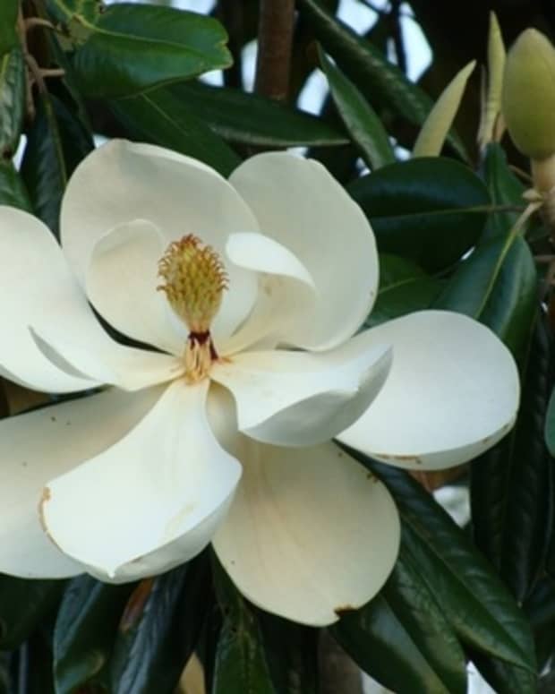 when-magnolias-bloom