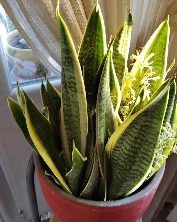 how-to-get-a-snake-plant-to-flower-fast
