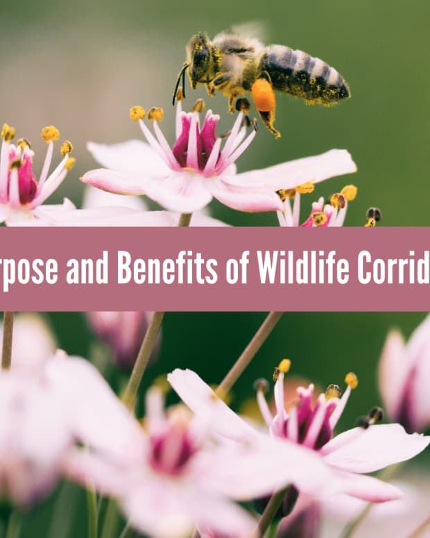 what-is-a-wildlife-corridor