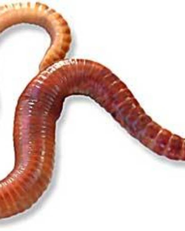 download wiggler worms