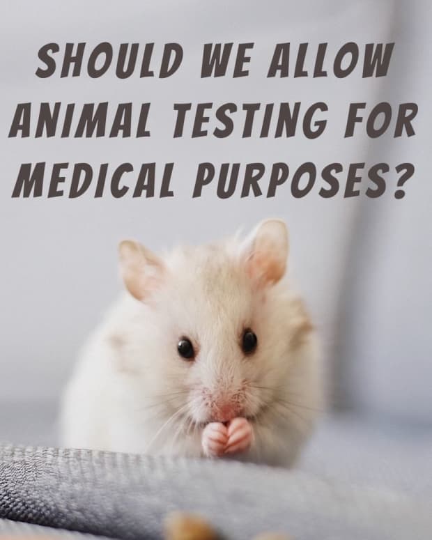 ethical-dilemma-should-animal-testing-for-medical-purposes-be-allowed