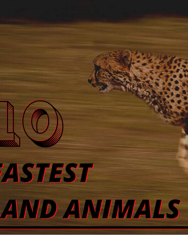 top-10-fastest-land-animals-in-the-world