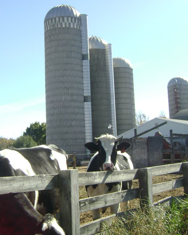 working-on-a-dairy-farm-in-wisconsin