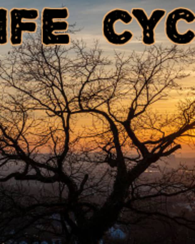 poem-life-cycle