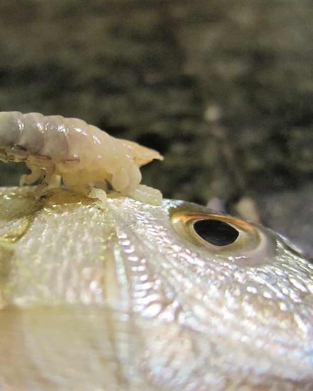 the-tongue-eating-louse-and-a-relative-parasites-of-fish