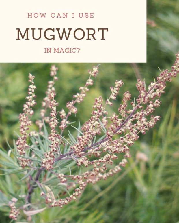 lessons-in-magical-herbalism-mugwort