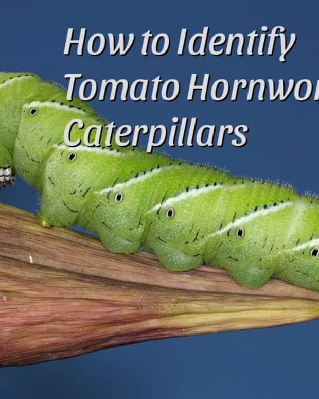 How to Get Rid of Tomato Hornworms - Dengarden