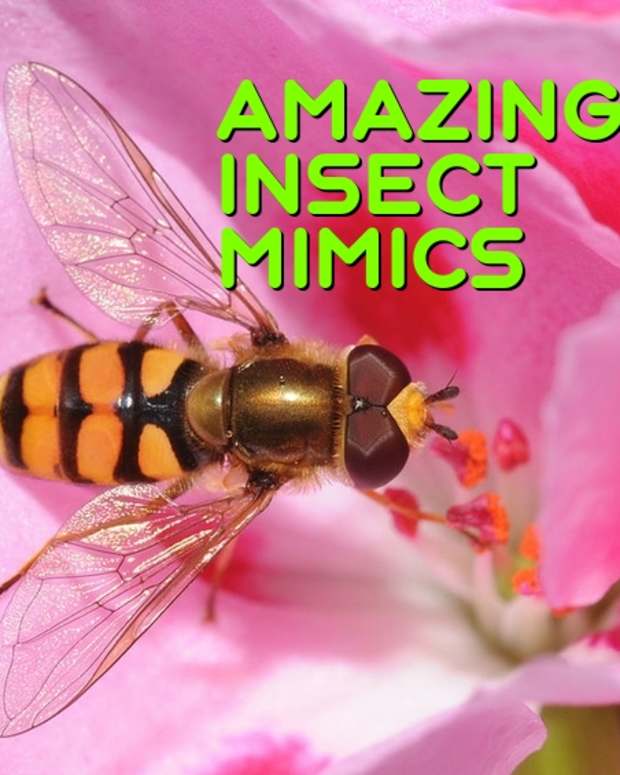 top-10-insect-mimics