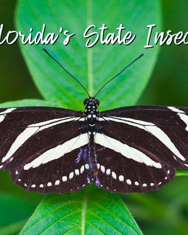 state-insect-of-florida