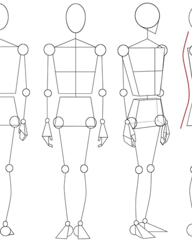 BASIC PROPORTIONS OF THE HUMAN BODY