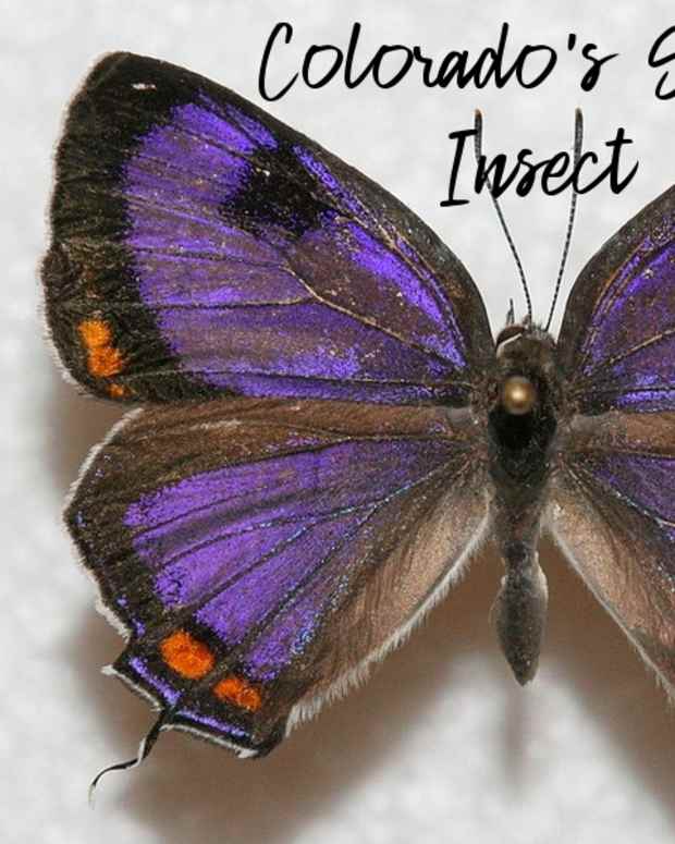 state-insect-of-colorado