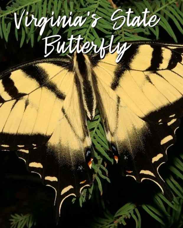 state-insect-of-virginia