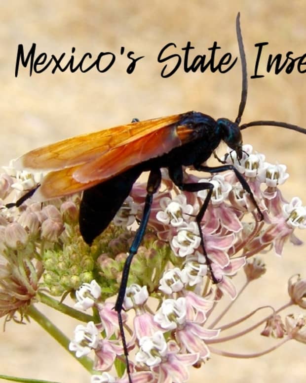 state-insect-of-new-mexico