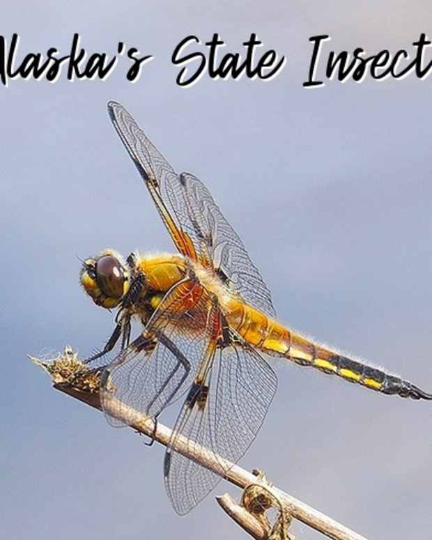 state-insect-of-alaska