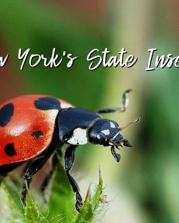 -state-insect-of-new-york
