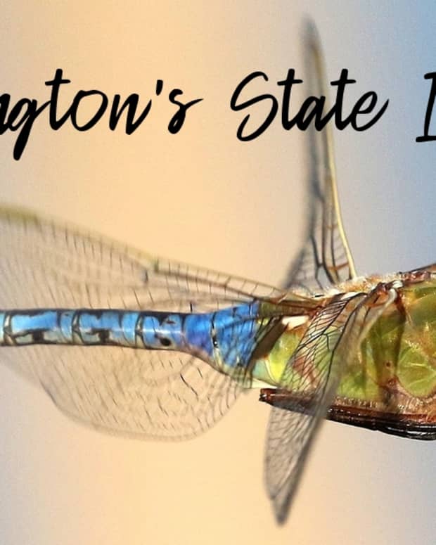 state-insect-of-washington