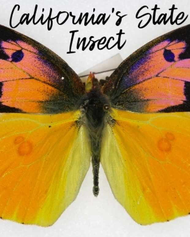 state-insect-of-california