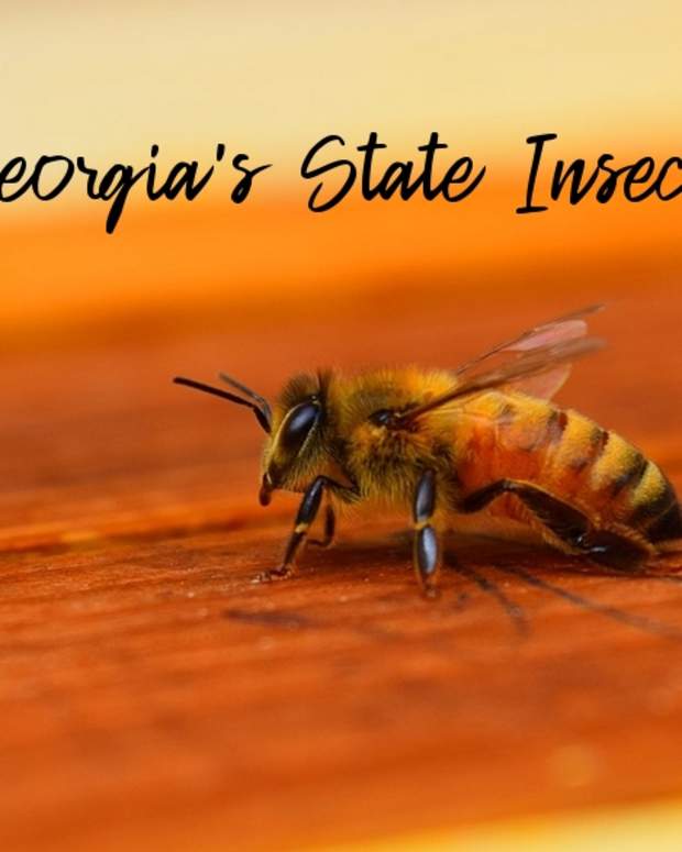 state-insect-of-georgia
