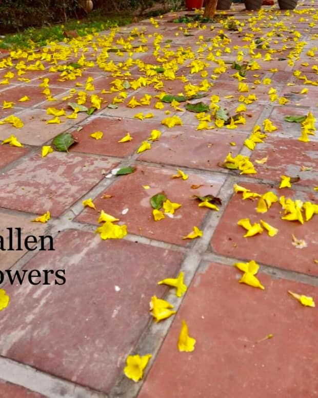 fallen-flowerspoem