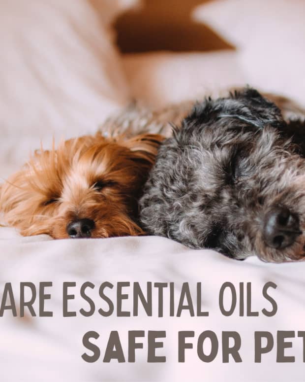 what-essential-oils-are-bad-for-dogs-and-cats