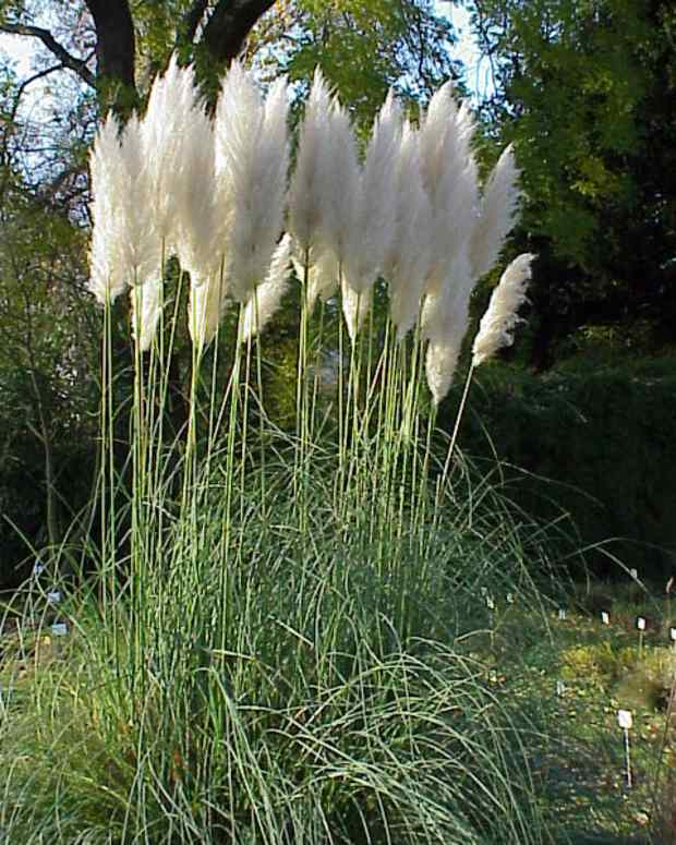 Removing Bermuda Grass Organically - Dengarden - Home and Garden