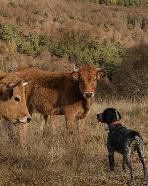 can you stop a dog chasing sheep