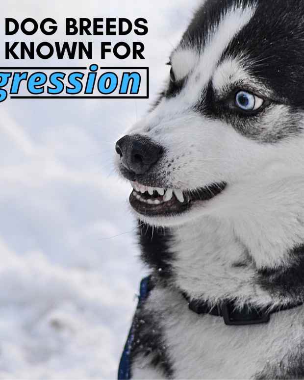 7 Amazingly Clean Dog Breeds PetHelpful