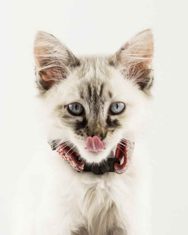 Why Do Cats Sleep So Much? PetHelpful