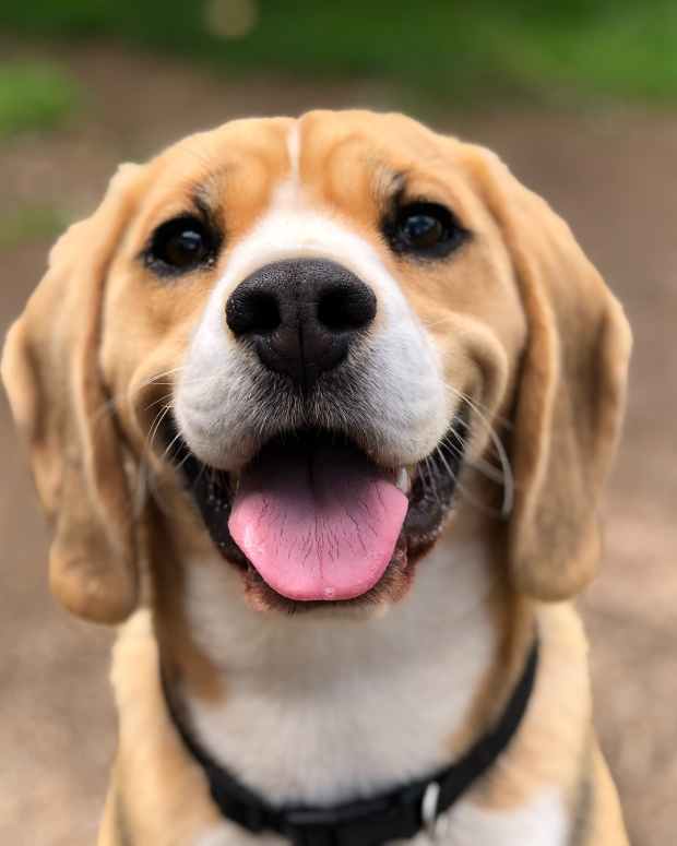 6 Best Probiotics for Dogs With Diarrhea and Allergies (TopRated