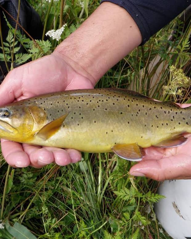 apache-trout-an-arizona-fish-and-species-of-trout-endangered-bolsters-ecosystem-of