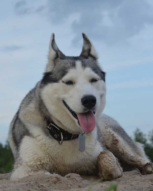 Why Does My Dog Have Ear Scabs and What Can I Do? PetHelpful