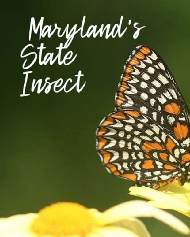 state-insect-of-maryland