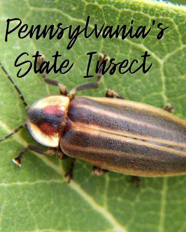 state-insect-of-pennsylvania