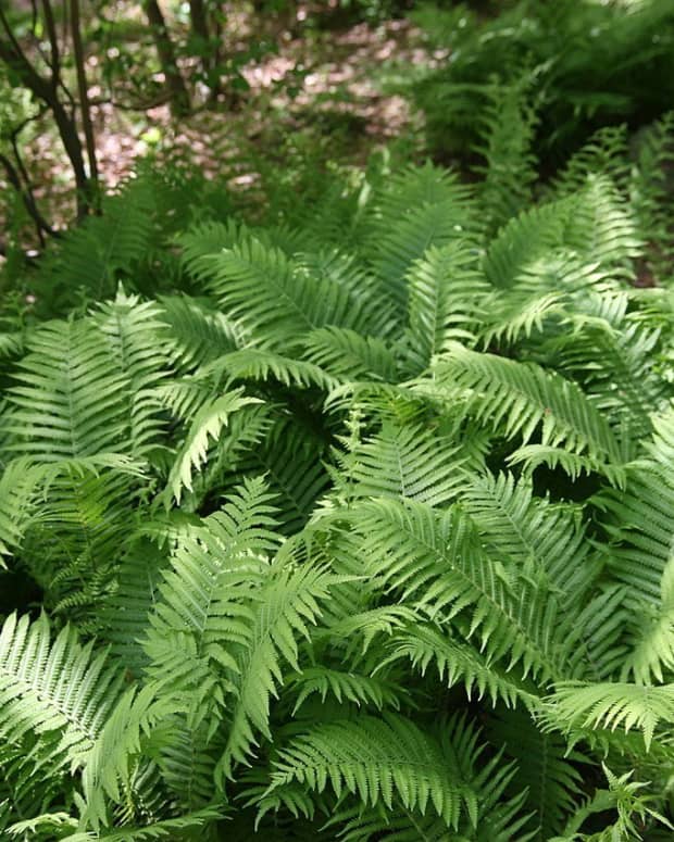 how-to-grow-ostrich-fern-a-native-plant