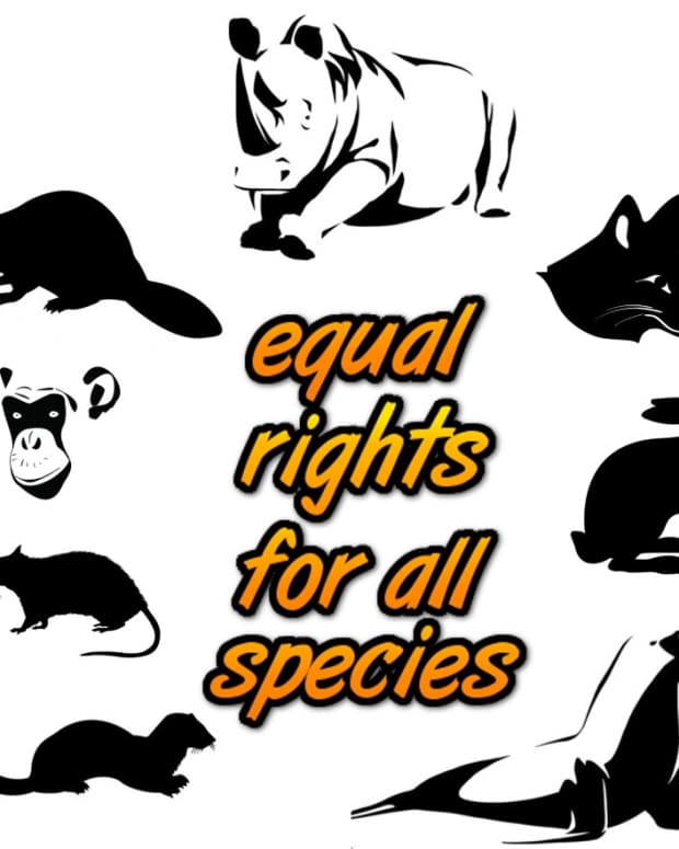 the-animal-rights-controversy