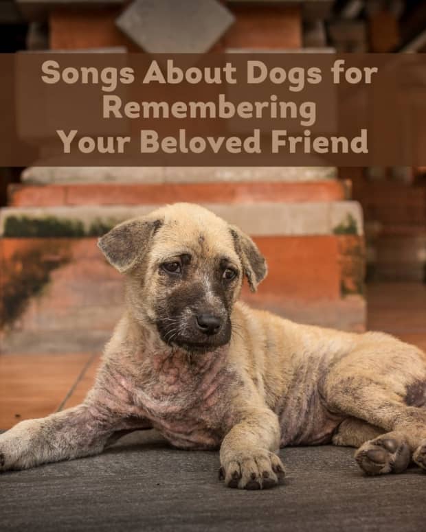 dog-songs-when-you-lose-your-dog