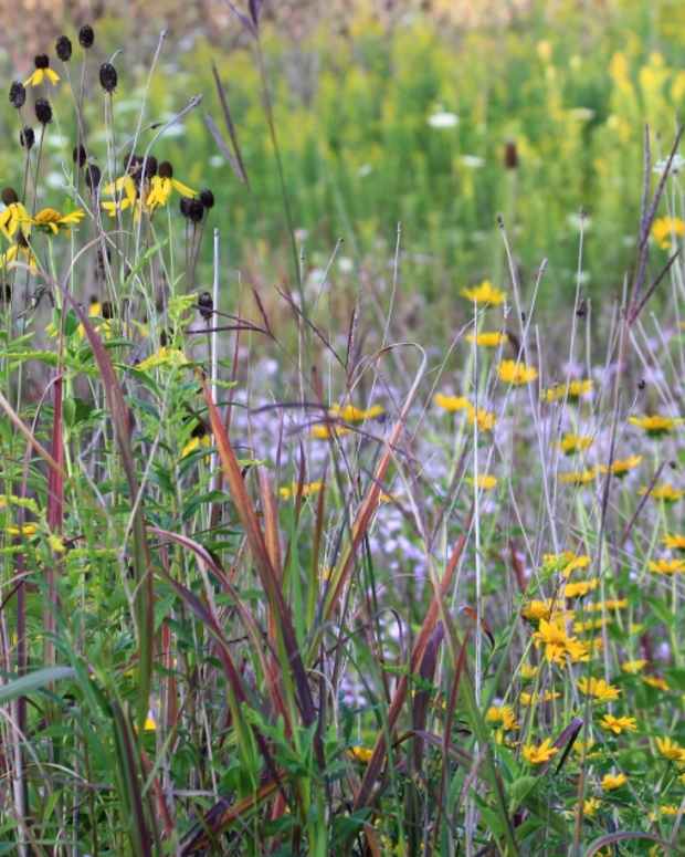 prairie-garden-flowers
