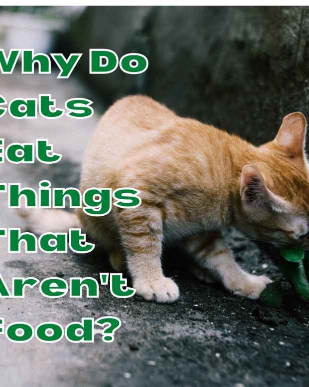 10 Helpful Tips for How to Find a Lost or Missing Cat PetHelpful