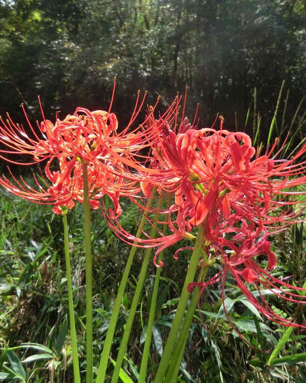 how-to-grow-red-spider-plant