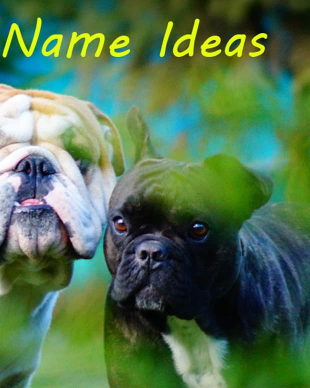 good-bulldog-name-ideas